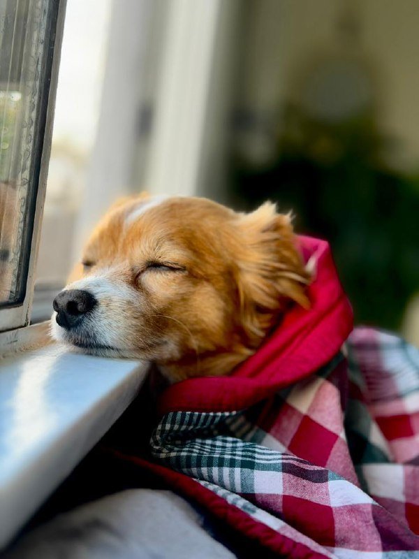 Mya napping peacefully by a sunlit window