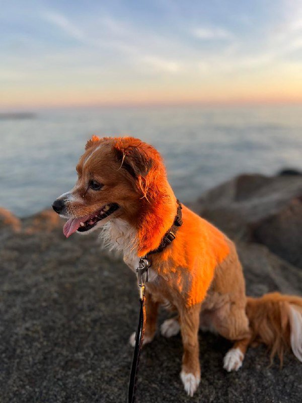 Golden retriever Mya bathed in warm golden hour light