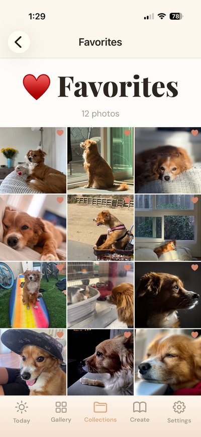 Favorites collection of best pet photos